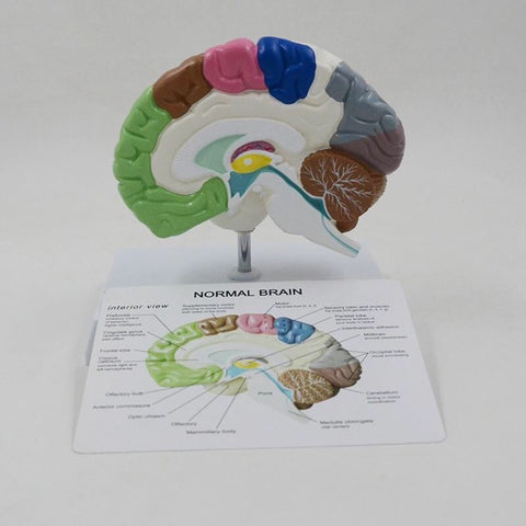 Life Size Anatomical Brain Model Teaching Aid with Information Card & Base - Psych Outlet