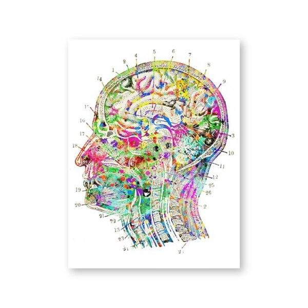 Colourful Brain Anatomy - Canvas Wall Art Print - Psych Outlet