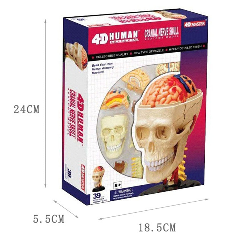 4D Master - Anatomical Cranial Nerve Skull Puzzle / Teaching Aid