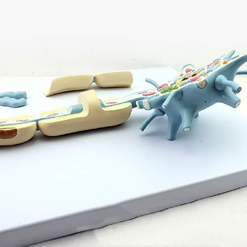2500x Anatomical Neuron Model - Psych Outlet