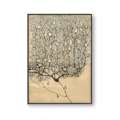 Vintage Neuron Drawing Canvas Print - Psych Outlet