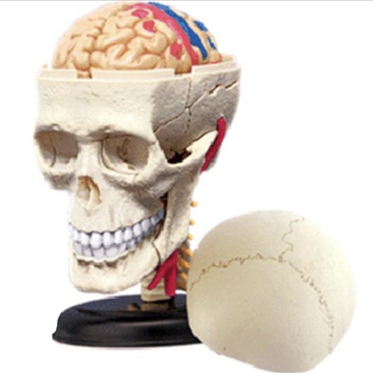 4D Master Cranial Nerve Skull 人体模型 4D Master - Anatomical Cranial Nerve Skull Puzzle / Teaching Aid