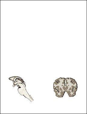 Brain Note Pad - 100 Sheets - 2pc in One Package - Psych Outlet