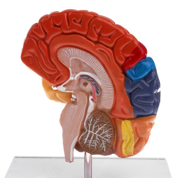 Anatomical Half Brain Model 1:1