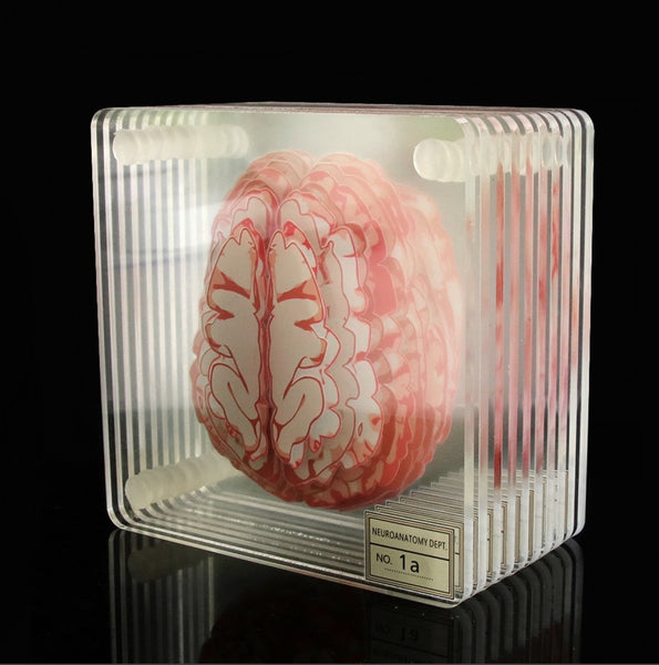 Acrylic Glass Brain Specimen Drink Coasters Set - 3D Horizontal Plane Slices - Psych Outlet