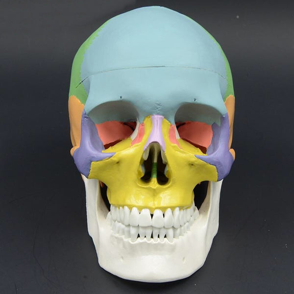 Colored Life Size Human Anatomy Skull with Brain Model - Psych Outlet