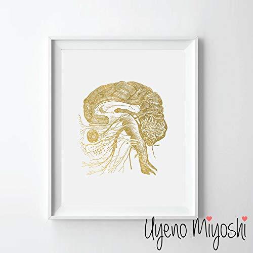 Human Brain and the Cranial Nerves Anatomy Gold Foil Art Print - Psych Outlet