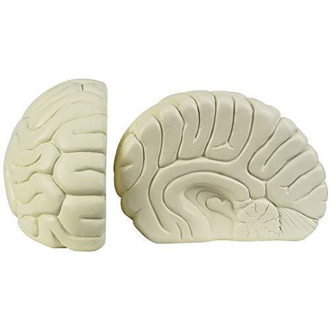 Sagittal Plane Brain Bookends - White - Psych Outlet