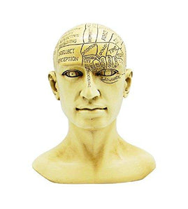 Phrenology Bust Statue - Psych Outlet