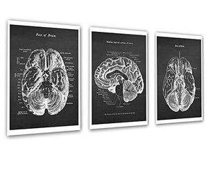 Set of 3 Unframed B&W Prints of Human Brain Anatomy - Psych Outlet