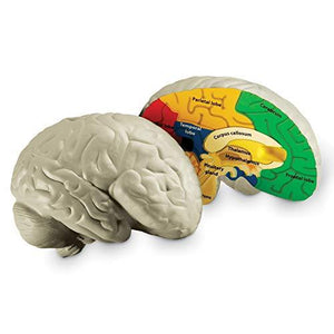 Color Coded 2 Piece Cross-section Brain Model - Psych Outlet