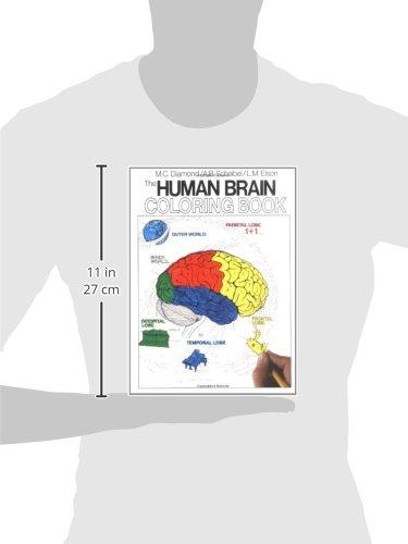 The Human Brain Coloring Book (Coloring Concepts) - Psych Outlet