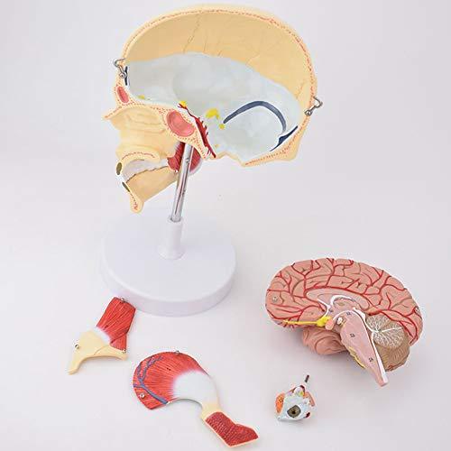 Human Skull with Brain Model - Teaching Aid - Psych Outlet