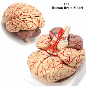 Life Size 4D Anatomical Human Brain Model - Medical Teaching Tool - Psych Outlet