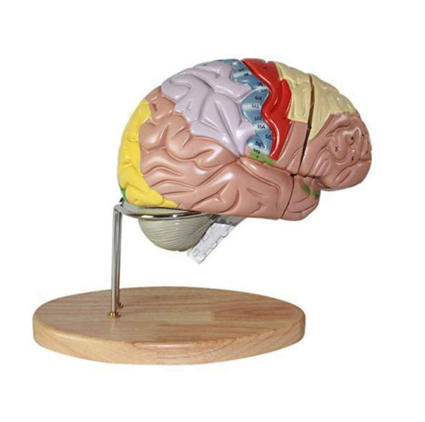 2x Enlarged - Human Anatomical Brain Model - Psych Outlet