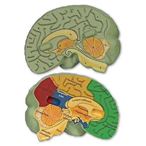 Color Coded 2 Piece Cross-section Brain Model - Psych Outlet