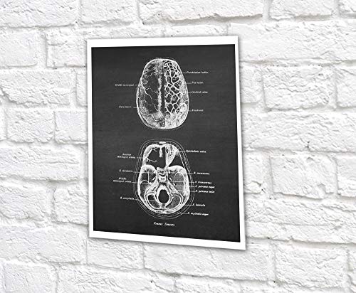 Set of 6 Unframed Prints of Human Brain Anatomy - Psych Outlet