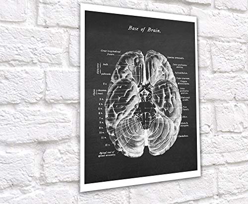 Set of 3 Unframed B&W Prints of Human Brain Anatomy - Psych Outlet