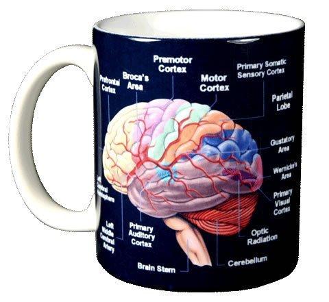 Brain Chart - Ceramic Coffee Mug - Psych Outlet