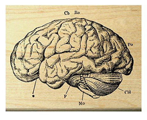 Vintage Human Brain Anatomy - Rubber Stamp - Psych Outlet