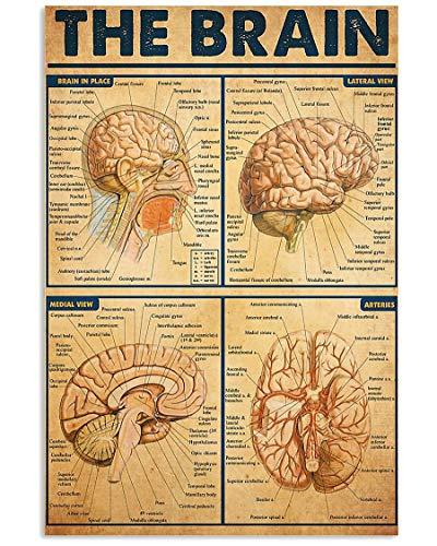Vintage Look Brain Anatomy Poster - Psych Outlet