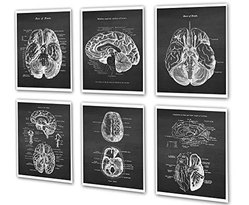 Set of 6 Unframed Prints of Human Brain Anatomy - Psych Outlet