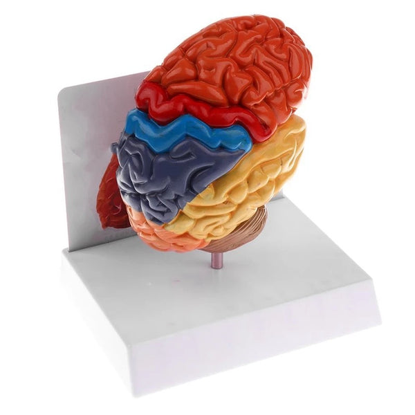 Anatomical Half Brain Model 1:1
