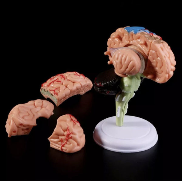 Small Anatomical Human Brain Model - Medical Teaching Tool - Psych Outlet