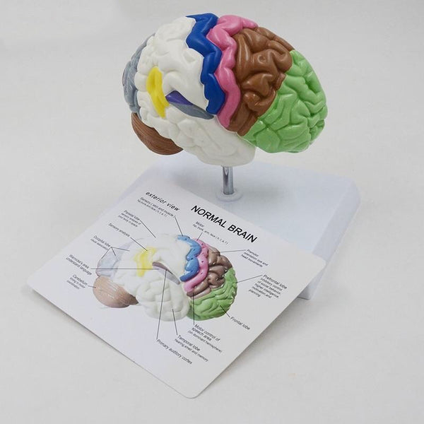 Life Size Anatomical Brain Model Teaching Aid with Information Card & Base - Psych Outlet