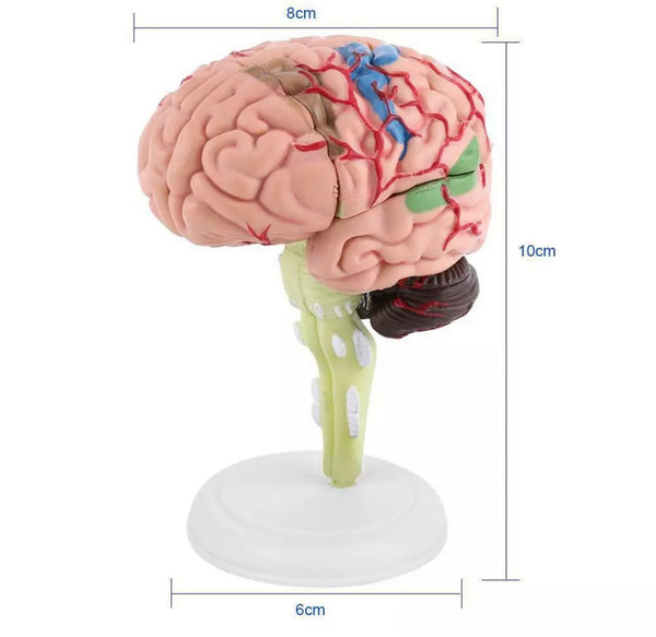 Small Anatomical Human Brain Model - Medical Teaching Tool - Psych Outlet