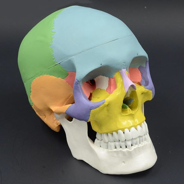 Colored Life Size Human Anatomy Skull with Brain Model - Psych Outlet