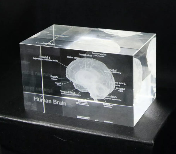 3D Laser Etched Brain Glass Cube Anatomy - Psych Outlet