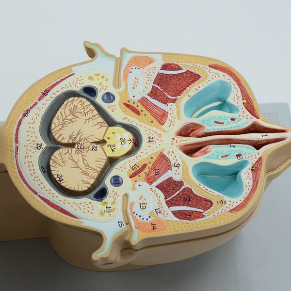Human Brain Cross-Section Anatomical Model - Teaching Aid - Psych Outlet