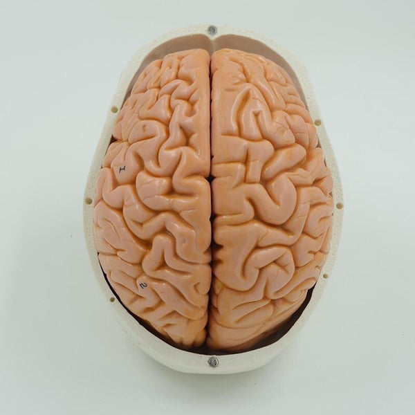 Classic Life Size Human Anatomy Skull with Brain Model - Psych Outlet