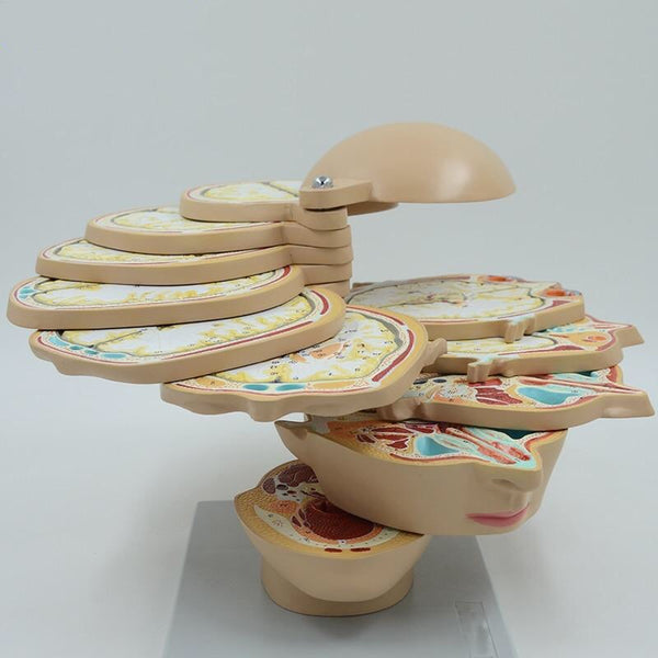 Human Brain Cross-Section Anatomical Model - Teaching Aid - Psych Outlet