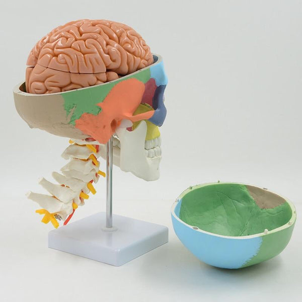 Colored Life Size Human Anatomy Skull, Brain & Spine Model - Psych Outlet