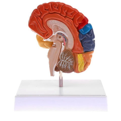 Anatomical Half Brain Model 1:1