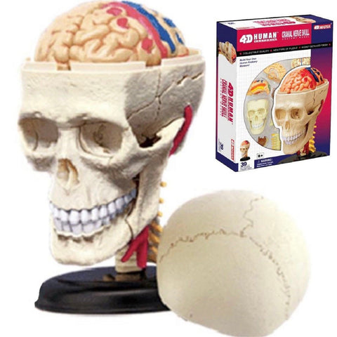 4D Master - Anatomical Cranial Nerve Skull Puzzle / Teaching Aid - Psych Outlet