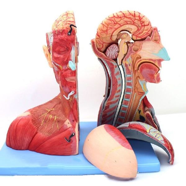 Human Bust Anatomical Model - 18pcs - Psych Outlet