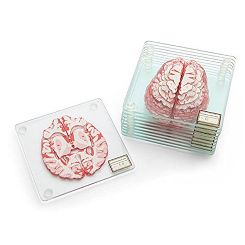 Acrylic Glass Brain Specimen Drink Coasters Set - 3D Horizontal Plane Slices - Psych Outlet