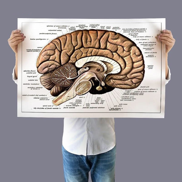 Retro Human Brain Anatomy - Canvas Wall Art Print - Psych Outlet