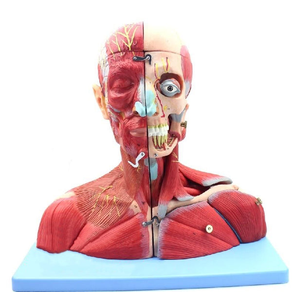 Human Bust Anatomical Model - 18pcs - Psych Outlet