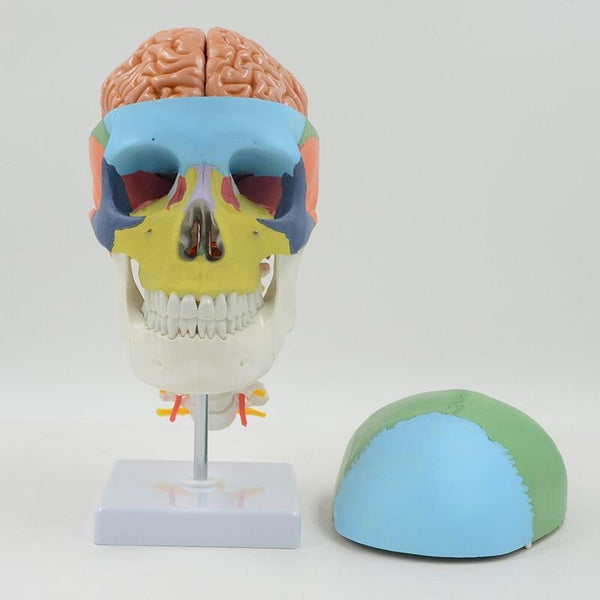 Colored Life Size Human Anatomy Skull, Brain & Spine Model - Psych Outlet