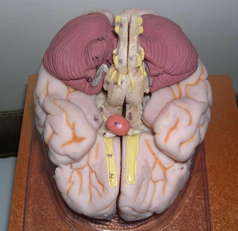 Anatomical Brain Model - Psych Outlet