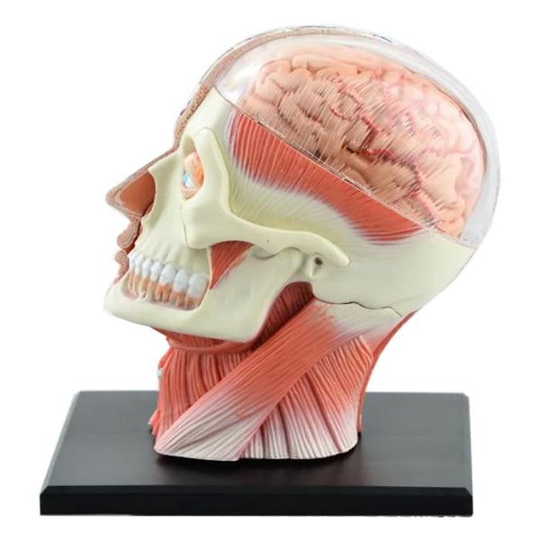 4D Assembled Human Head Anatomical Model - Psych Outlet