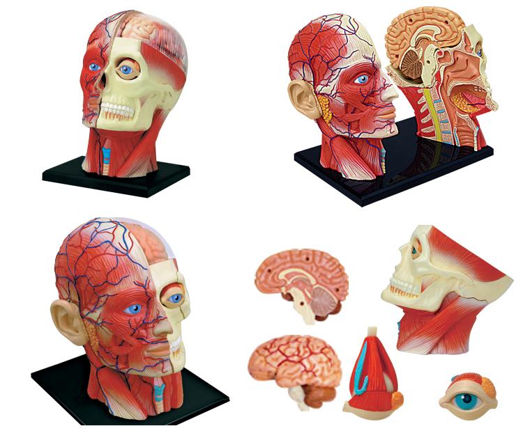 4D Assembled Human Head Anatomical Model - Psych Outlet