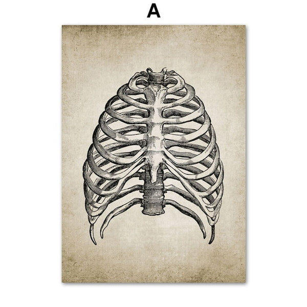 Human Anatomy Poster - Vintage Wall Art Canvas of Brain, Skull, Spine or Hand - Psych Outlet