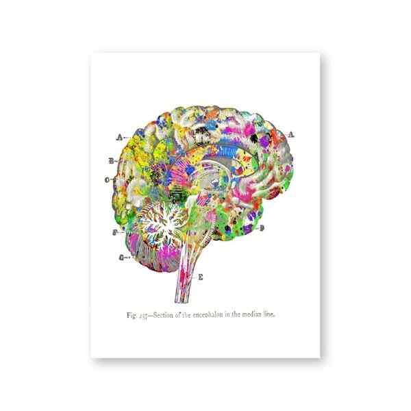 Colourful Brain Anatomy - Canvas Wall Art Print - Psych Outlet