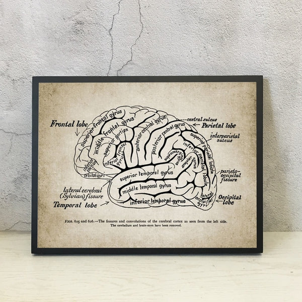 Vintage Human Brain Anatomy -  Canvas Wall Art Print - Psych Outlet