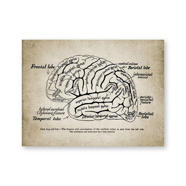 Vintage Human Brain Anatomy -  Canvas Wall Art Print - Psych Outlet